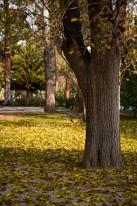 درختان خشک در بوستان حداد با راي کميسيون ماده 7 رفع خطر شدند