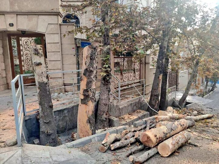 ماجراي کليپ پخش شده درباره درختان باغ فردوس چه بود؟! / شهرداري : اطلاع رساني کرده بوديم