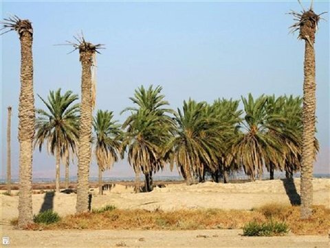 شادگان زیر سایه خشکسالی و سوءمدیریت می‌سوزد/ مرگ یک‌میلیون نخل یعنی مرگ هویت و تاریخ خوزستان