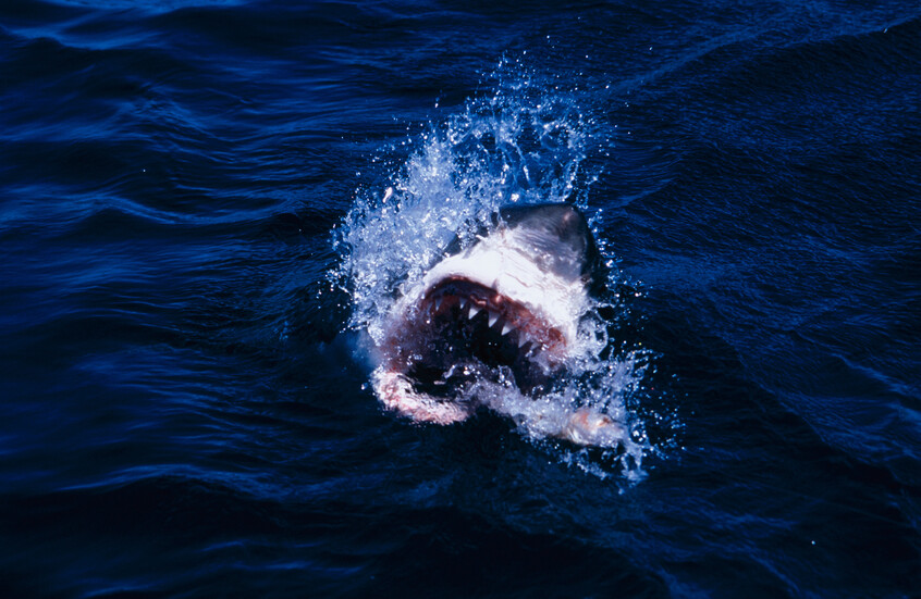 وکاله آریا للأنباء