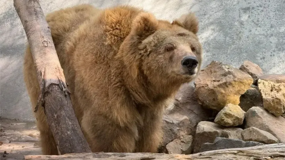 Rano the bear’s injuries, psychological trauma are microcosm of suffering endured by animals at Karachi Zoo