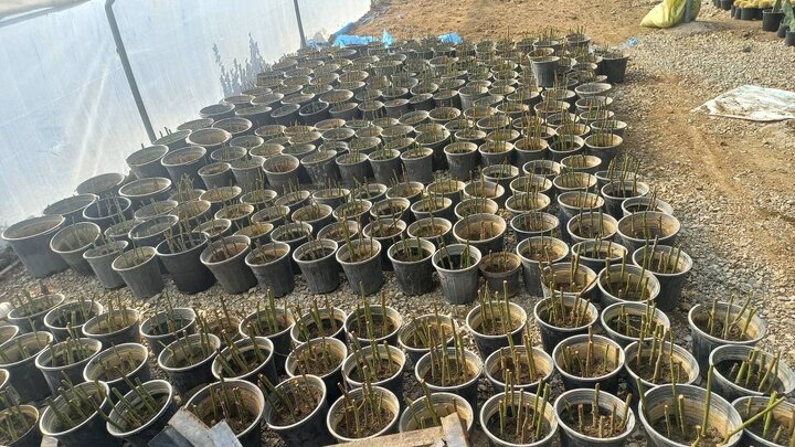 کاشت بيش از 7 هزار قلمه رز هفت رنگ، رز سفيد و نسترن در گلخانه بوستان بانوان منطقه 19