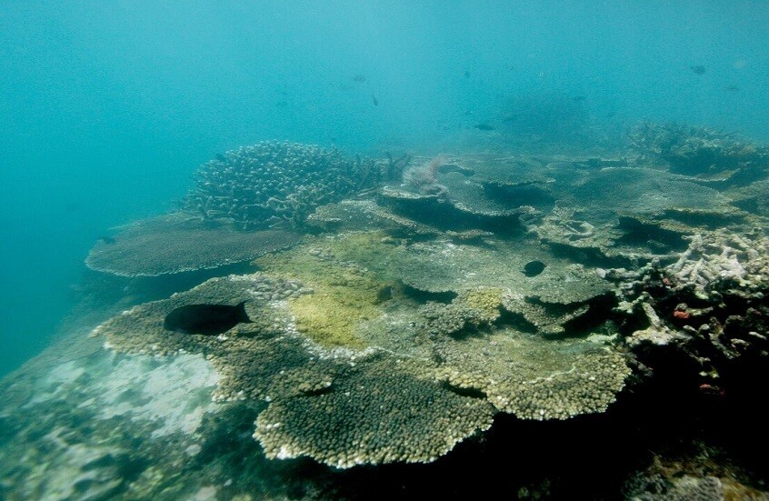 وکاله آریا للأنباء