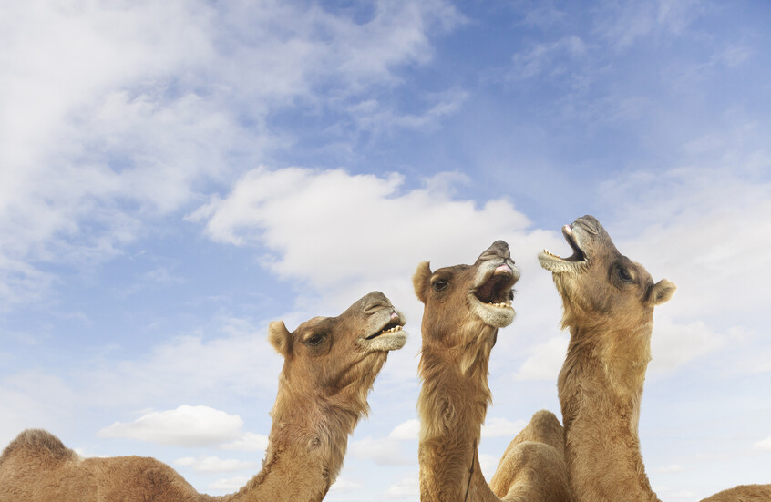 وکاله آریا للأنباء