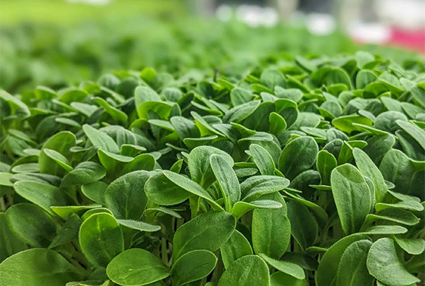 وکاله آریا للأنباء