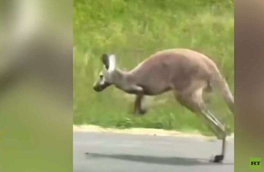 وکاله آریا للأنباء